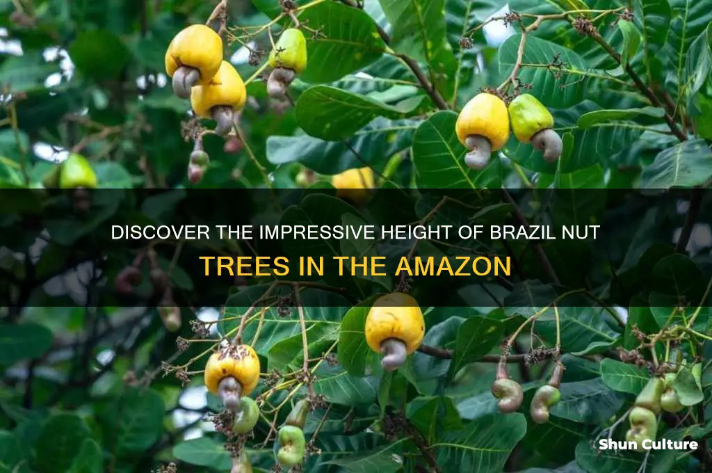 how tall can brazil nut trees grow