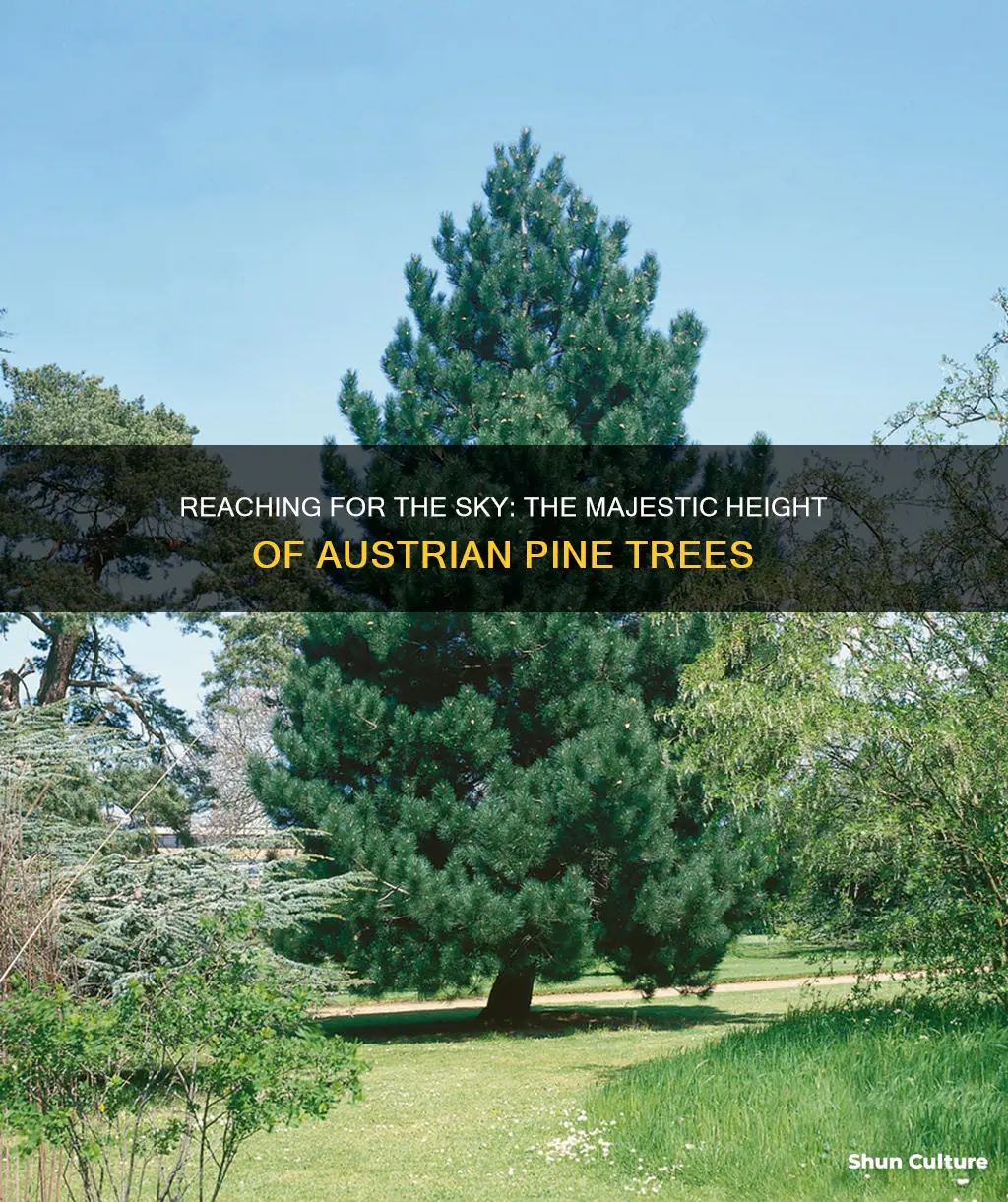 how tall do austrian pine trees get