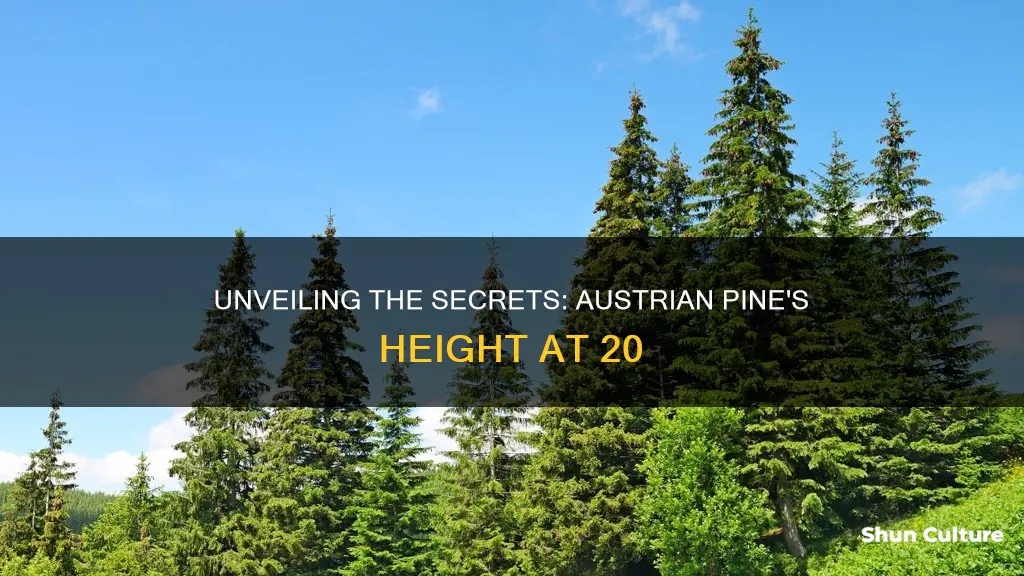 how tall is 20 year old austrian pine