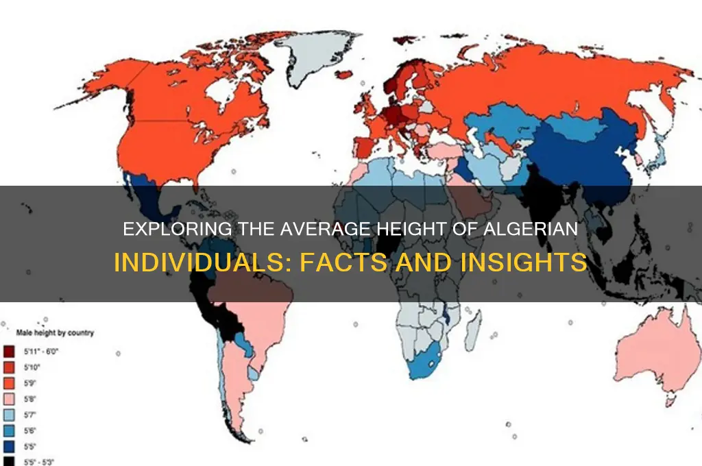 how tall is algerian