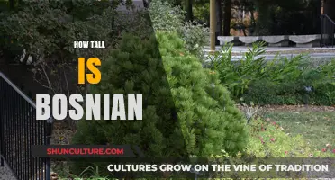 Exploring the Average Height of Bosnian Individuals: Facts and Insights