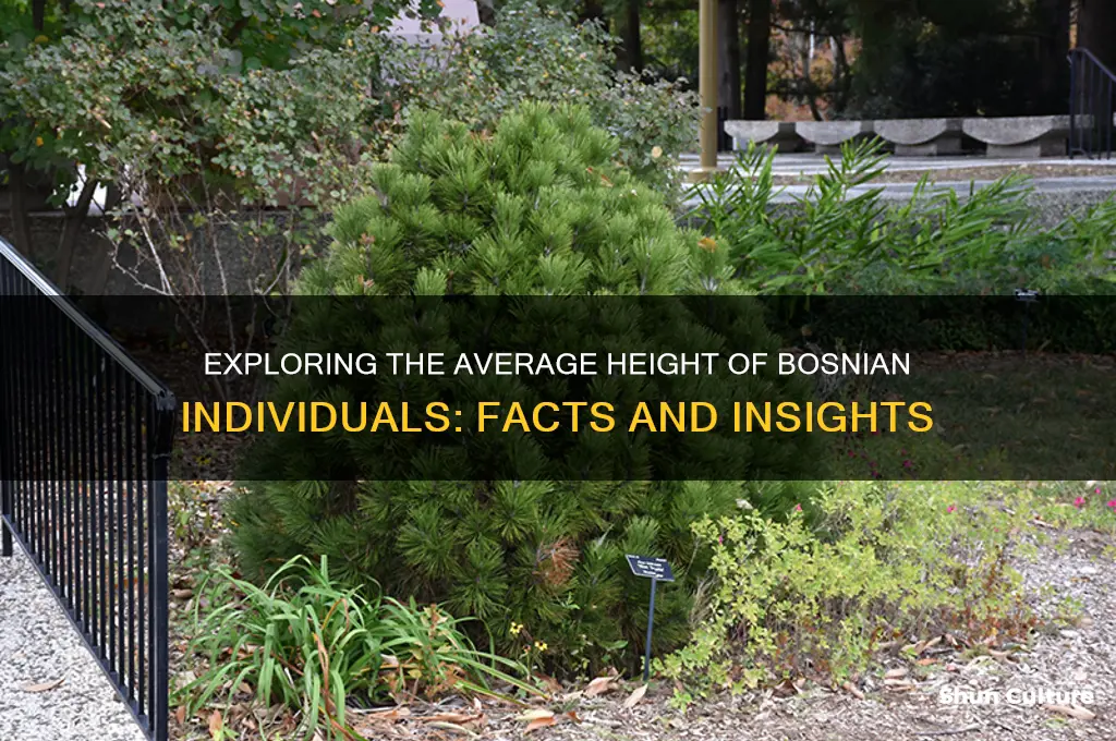 how tall is bosnian