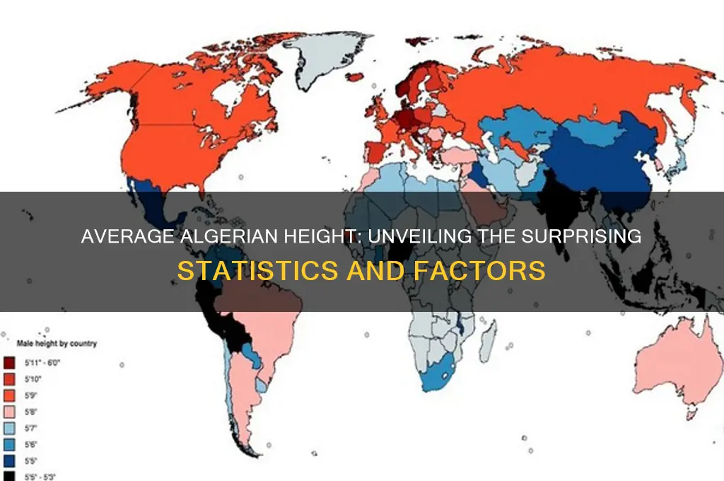 how tall is th3 averagw algerian