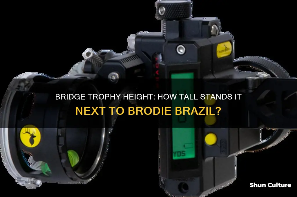 how tall is the bridge trophy next to brodie brazil