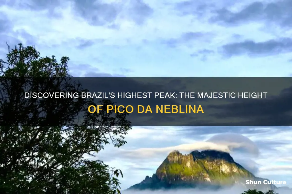 how tall is the tallest mountain in brazil