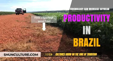 Boosting Brazil's Soybean Yields: Technology's Role in Sustainable Agriculture