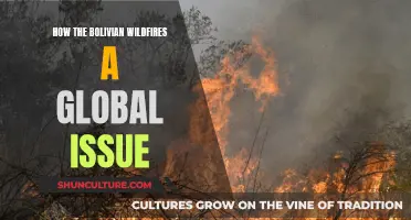 Bolivian Wildfires: A Global Crisis and Challenge