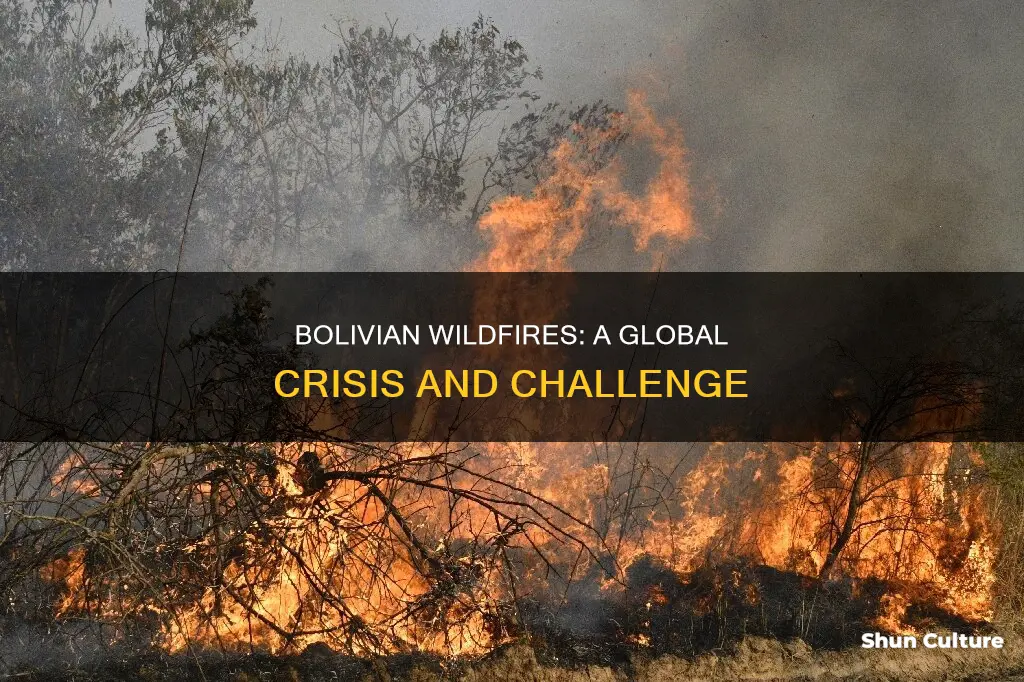 how the bolivian wildfires a global issue