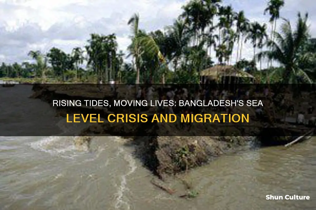 how the rising sea level in bangladesh affect migration