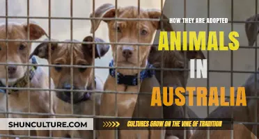 Adopting Animals: Australia's Compassionate Approach