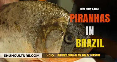 Catching Piranhas in Brazil: Techniques, Tools, and Traditions Revealed