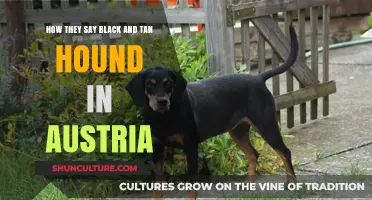 Black and Tan Hound: Austria's Canine Heritage