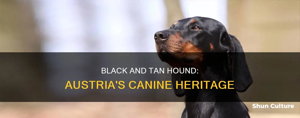 how they say black and tan hound in austria