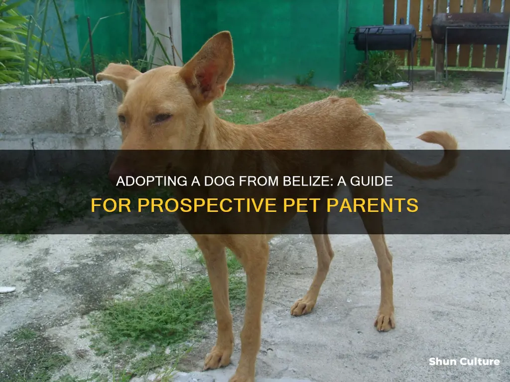 how to adopt a dog from belize