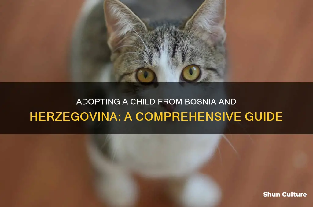 how to adopt child from bosnia and herzegovina