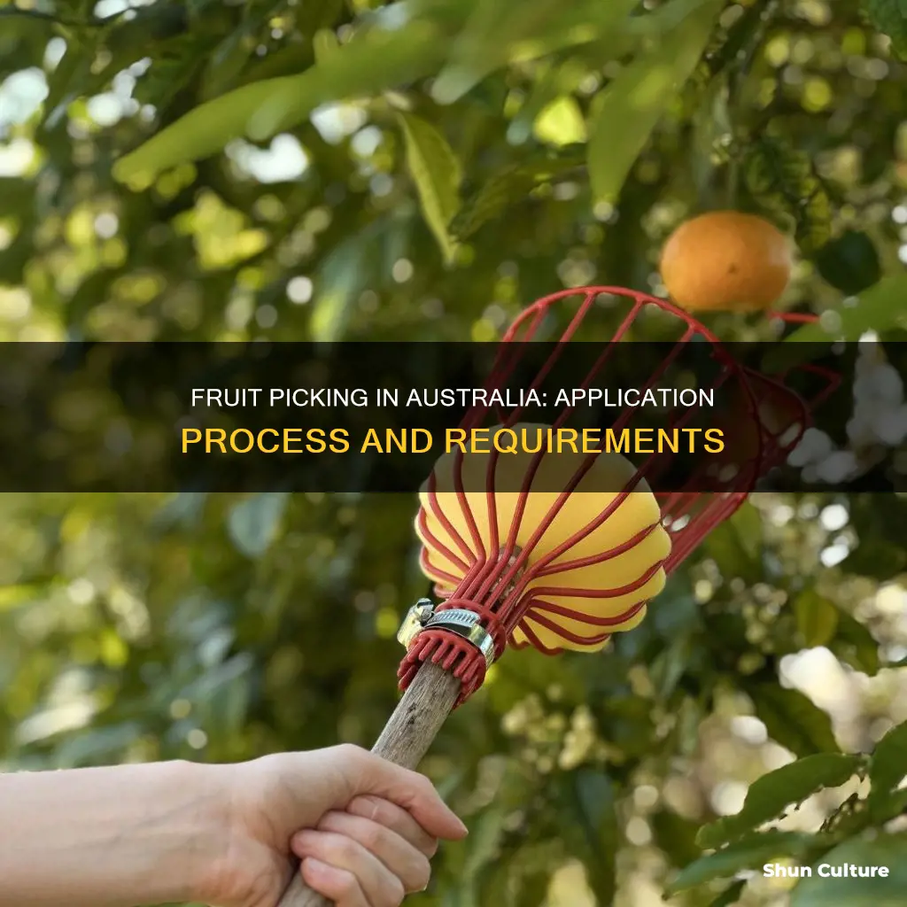 how to apply as a fruit picker in australia