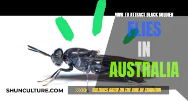 Attracting Black Soldier Flies: Australia-Specific Tips and Tricks