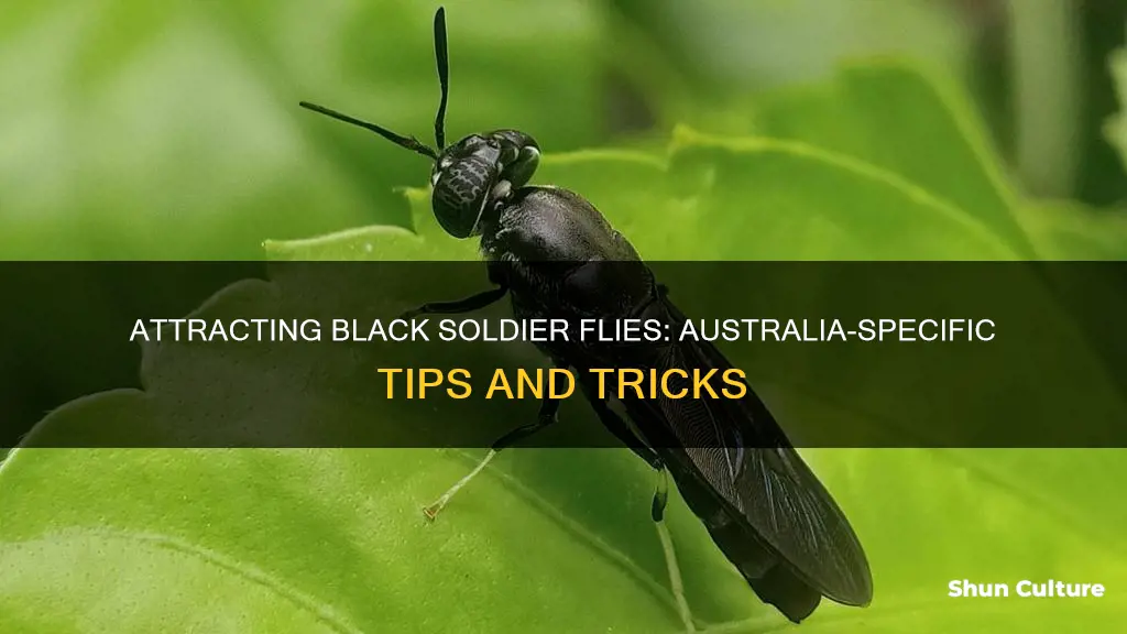 how to attract black soldier flies in australia