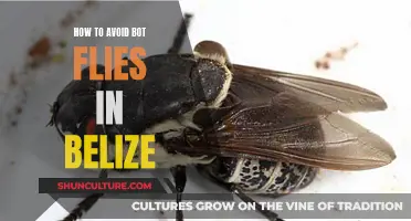 Belize's Bot Fly Battle: Strategies for a Bite-Free Adventure