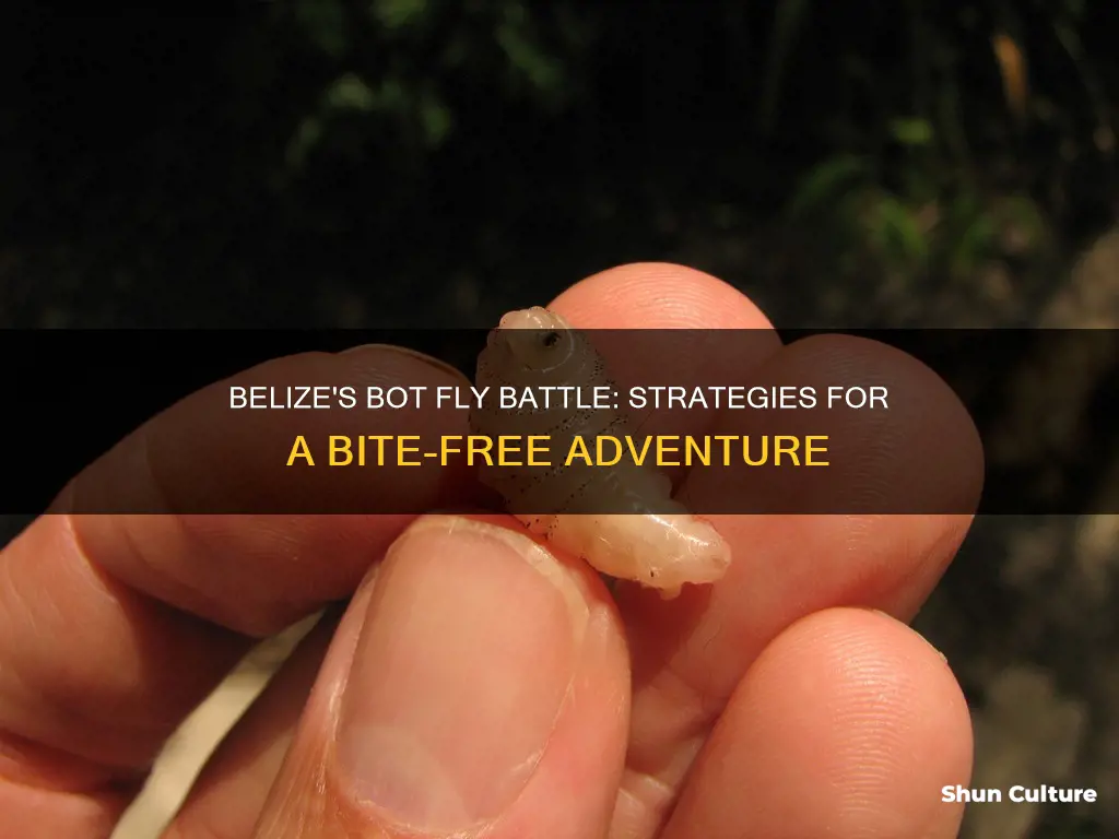 how to avoid bot flies in belize