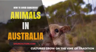 Stay Safe: Avoiding Australia's Deadly Animals