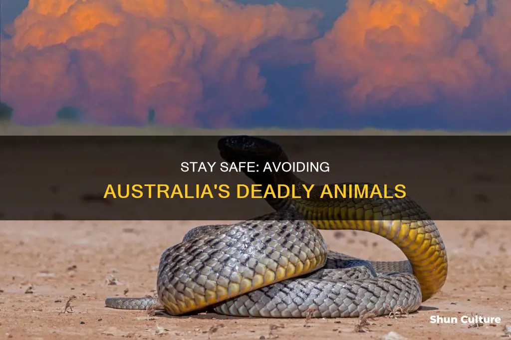 how to avoid dangerous animals in australia
