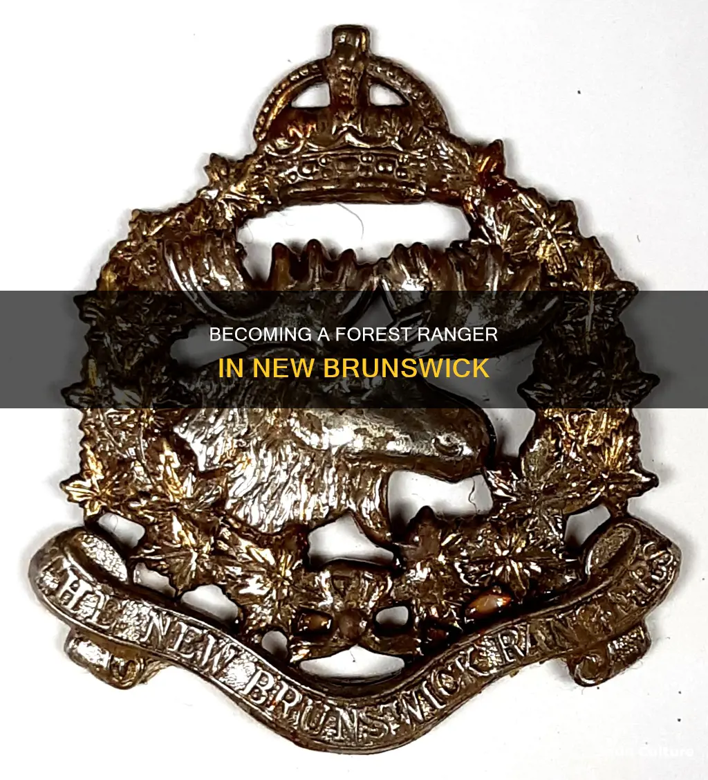 how to become a forest ranger in new brunswick