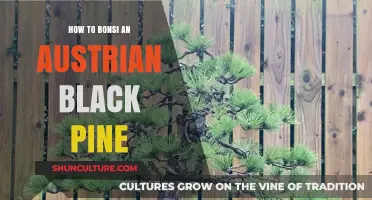 Mastering Bonsai: Tips for Shaping the Austrian Black Pine