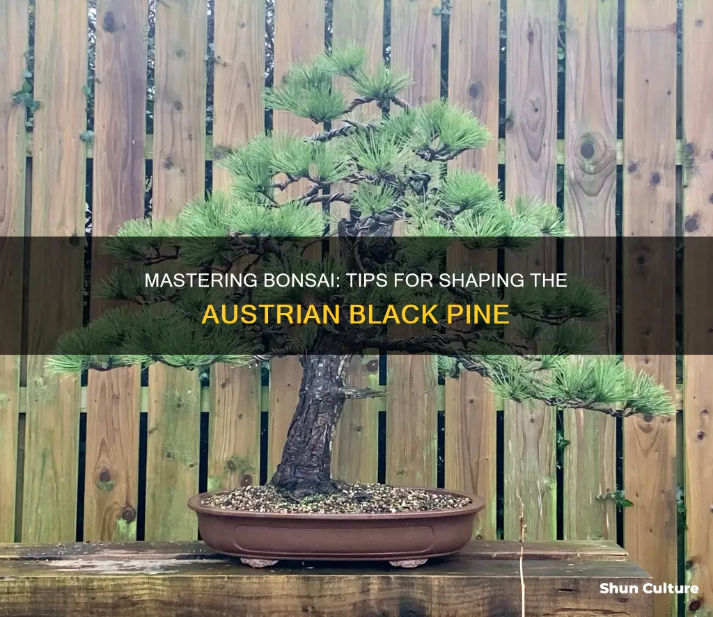 how to bonsi an austrian black pine