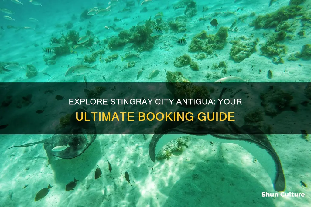 how to book stingray city antigua