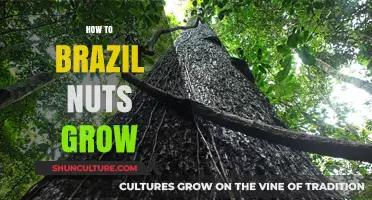 How Brazil Nuts Grow: A Journey from Rainforest to Harvest