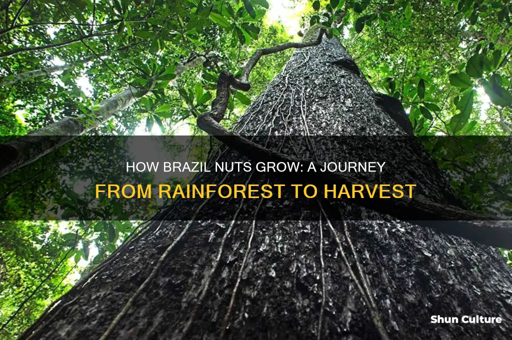 how to brazil nuts grow