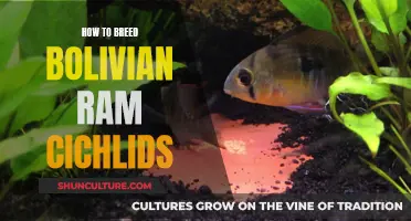 Breeding Bolivian Ram Cichlids: A Step-by-Step Guide