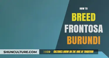 Frontosa Burundi Breeding Guide: A Comprehensive Overview