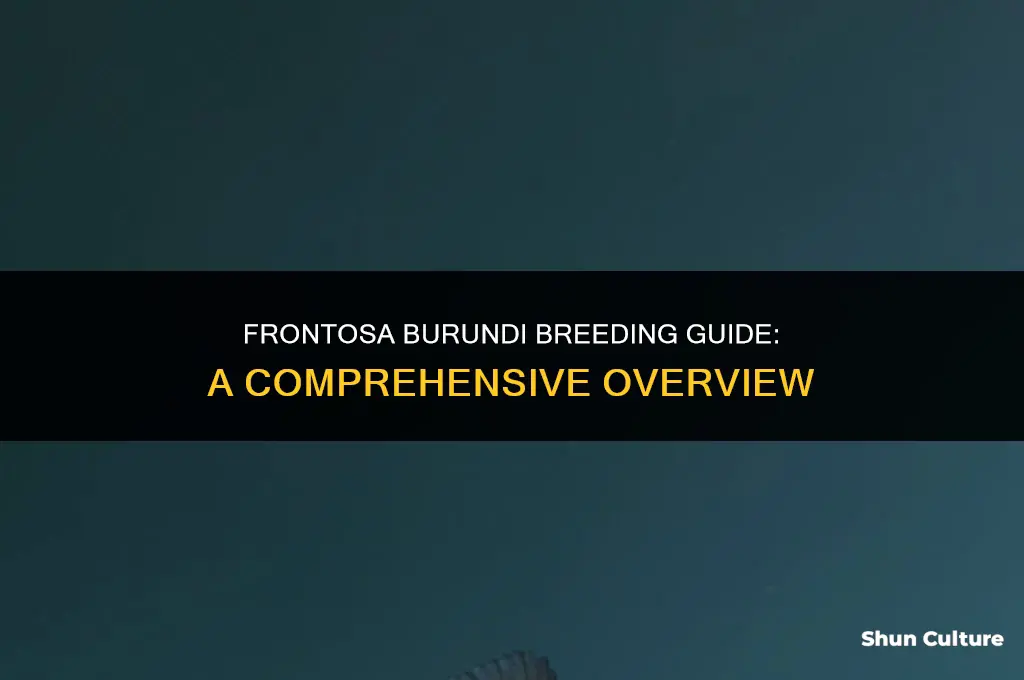 how to breed frontosa burundi