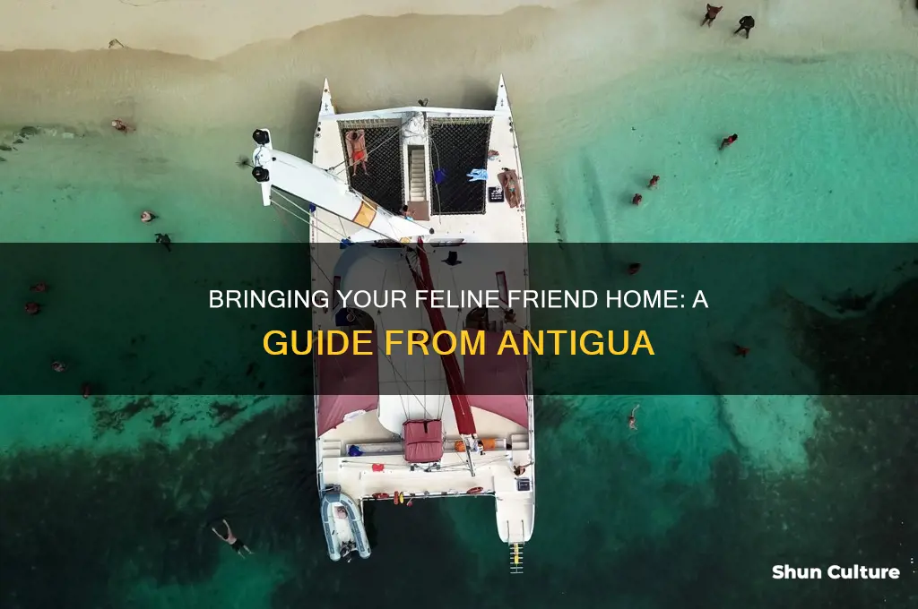 how to bring a cat home from antigua