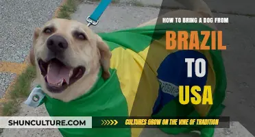 Moving Your Dog from Brazil to the USA: A Step-by-Step Guide