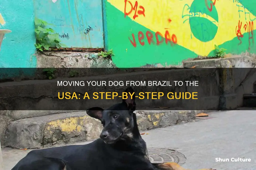 how to bring a dog from brazil to usa