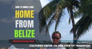 Bringing Fido Home: Navigating the Complexities of Relocating Your Pet from Belize