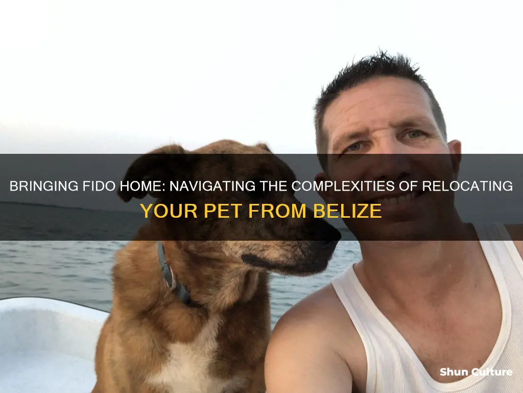 how to bring a dog home from belize