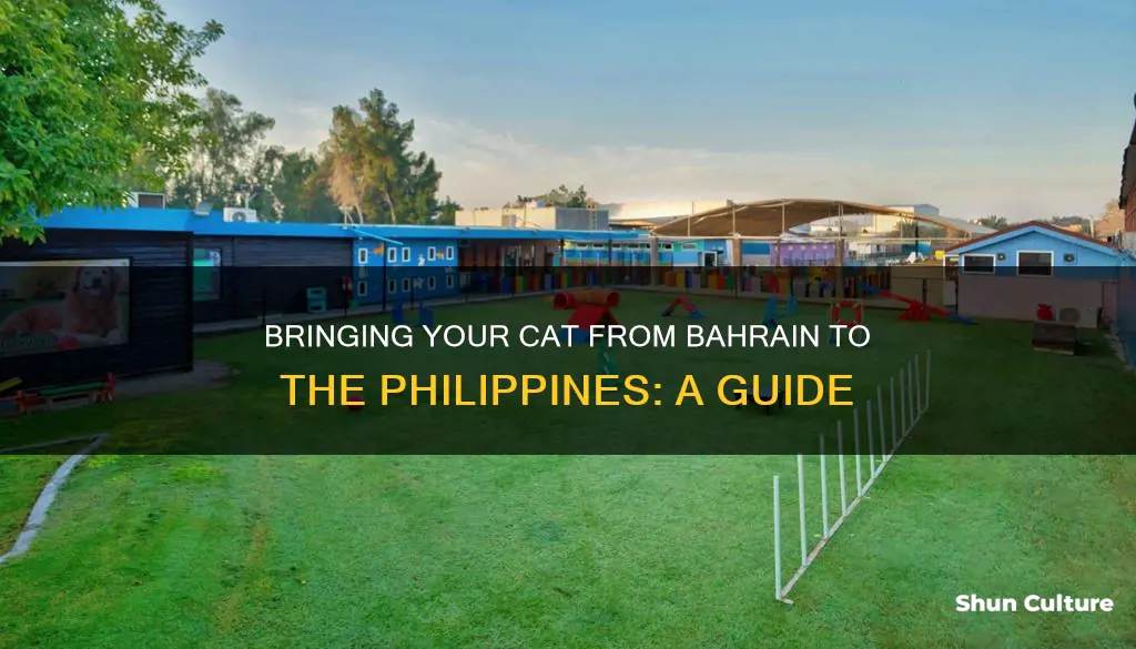 how to bring cat from bahrain to philippines