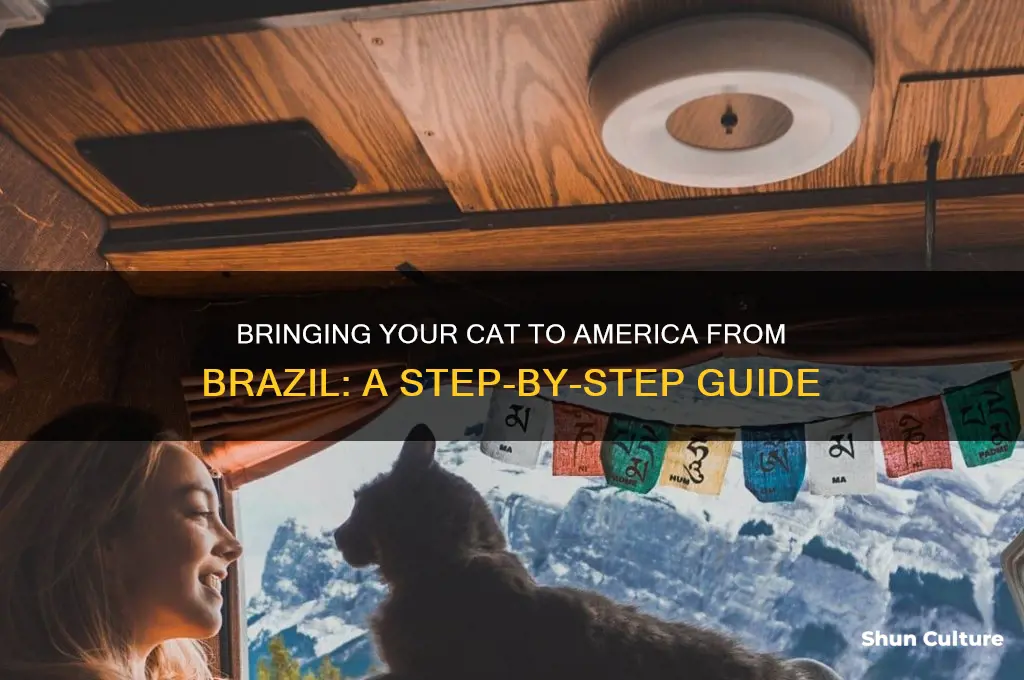how to bring your cat to the america brazil