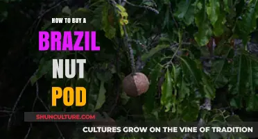 A Buyer's Guide to Purchasing Brazil Nut Pods