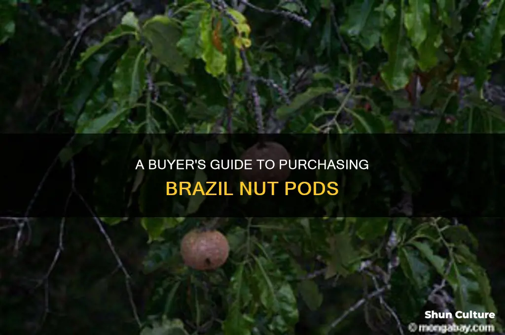 how to buy a brazil nut pod