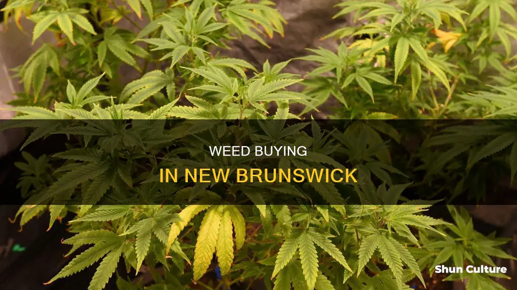 how to buy weed nj brunswick