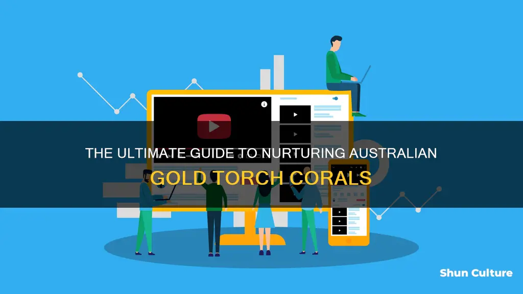 how to care for a australian gold torch