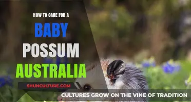 Caring for Orphaned Baby Possums: A Guide for Australians