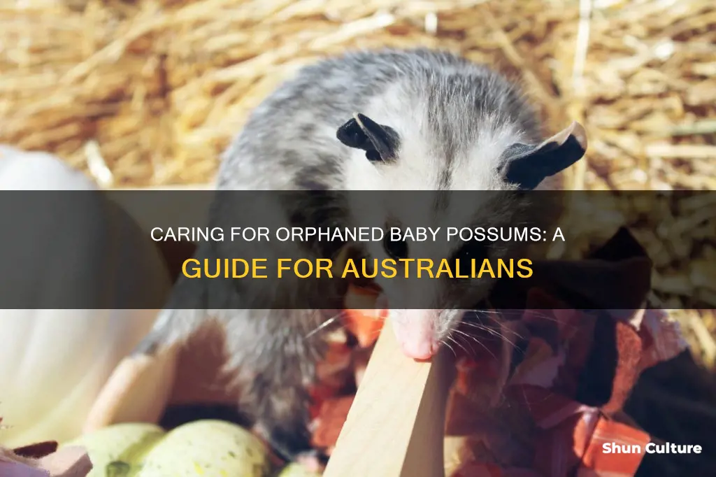 how to care for a baby possum australia