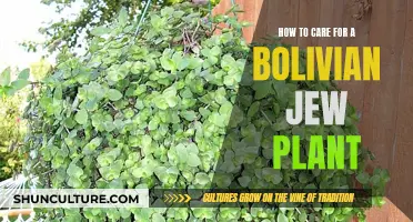 The Intriguing Bolivian Jew Plant: Care Tips and Tricks