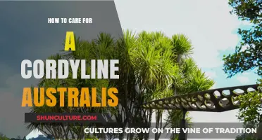 The Ultimate Guide to Caring for Your Cordyline Australis